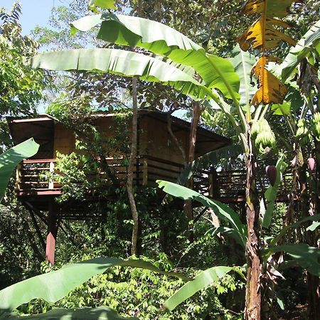 הוילה פאבונס Treehouse Pilon Pavones מראה חיצוני תמונה